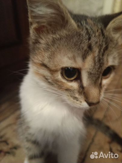 Котенок