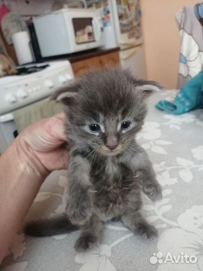 Котята мейн-кун