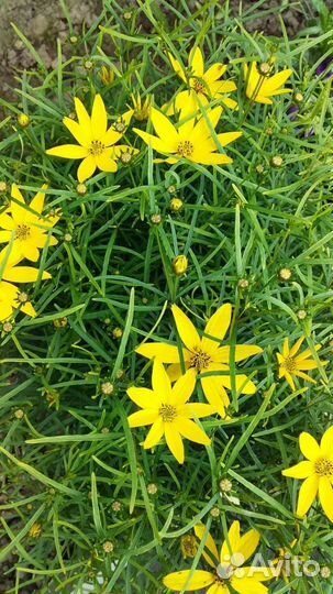 Многолетние цветы