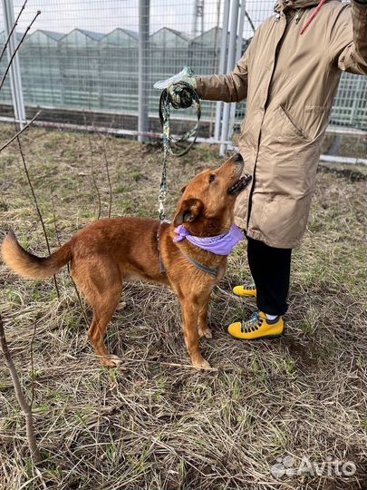 Собака в добрые руки отдам бесплатно