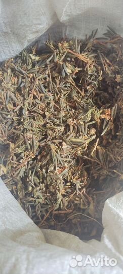 Саган дайля, саган дали