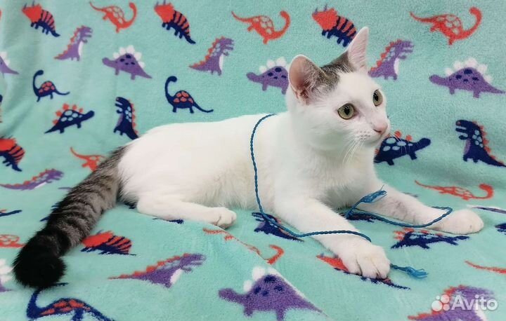 Отдам будущую мышеловку