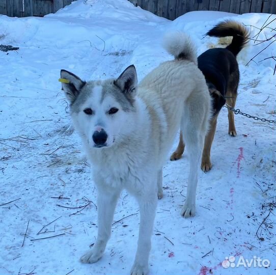 Лайка, кобель