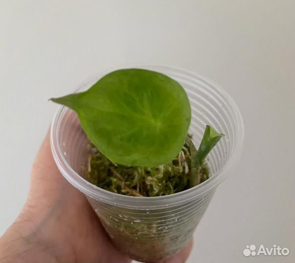 Алоказия синуата (клубни)