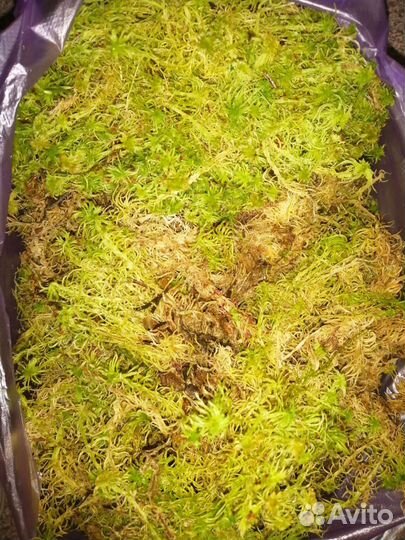 Мох сфагнум, боровой, ягель. Мел кусковой