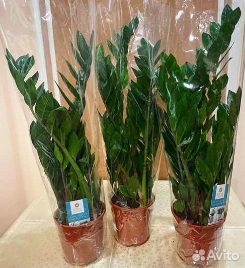 Замиокулькас (долларовое дерево) Zamioculcas 50/14