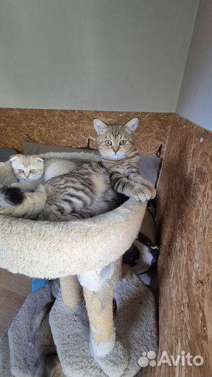 Шотландские котята