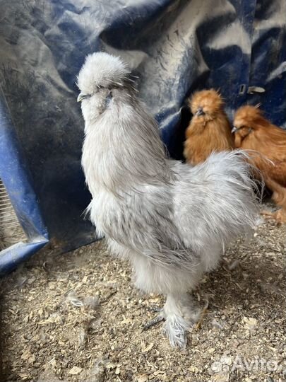 Цыплята разных пород кур. Инкуб яйцо