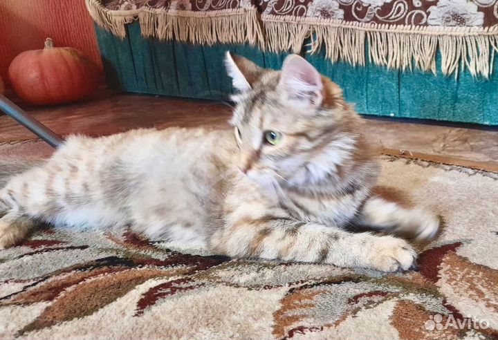 Счастье в дар