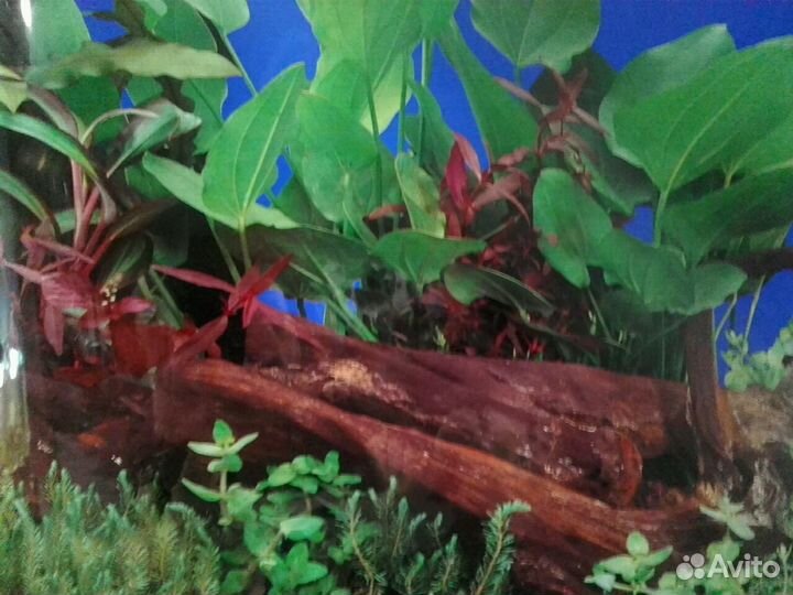 Задний фон для аквариума.двусторн.Аквариумы. Рыба