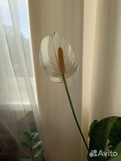 Спатифиллум (женское счастье)