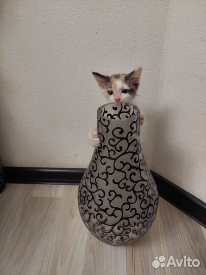 Соня ищет дом