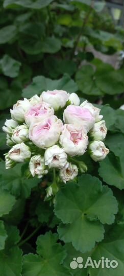 Пеларгония юв Дайнерис