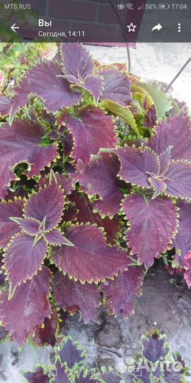 Колеусы вегетативные