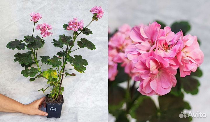Пеларгония сортовая