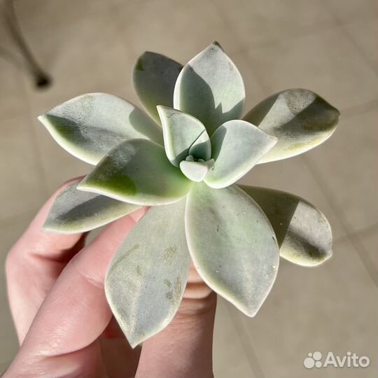 Граптопеталум парагвайский / растение / суккулент