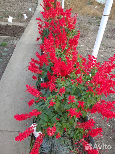 Семена сальвии и др