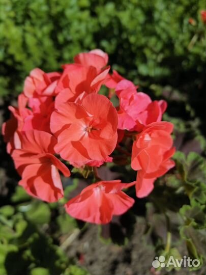 Герань пеларгония