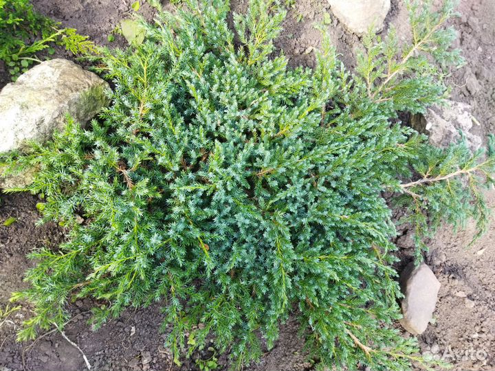 Можжевельник