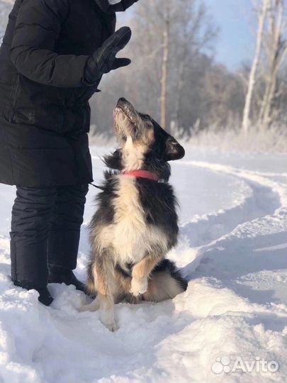 Добрый пёс Бароша