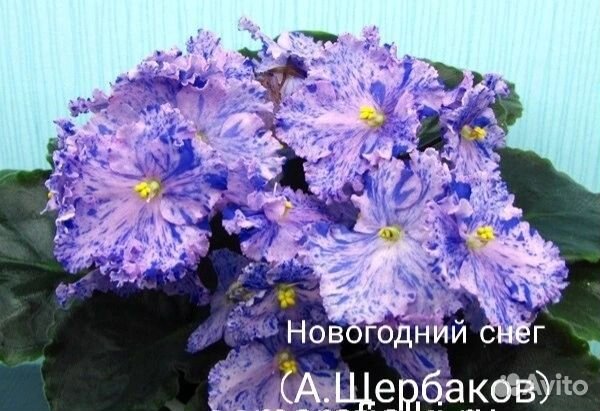 Продам детки сортовых фиалок