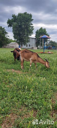 Нубийские козы