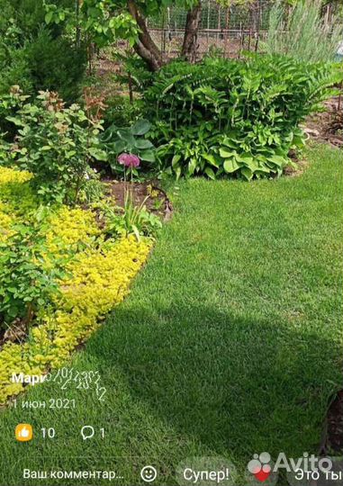 Вербейник монетчатый