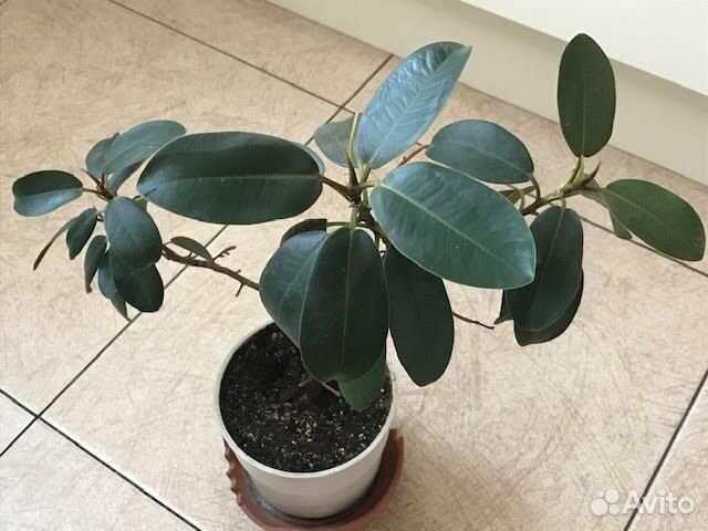 Цветок фикус