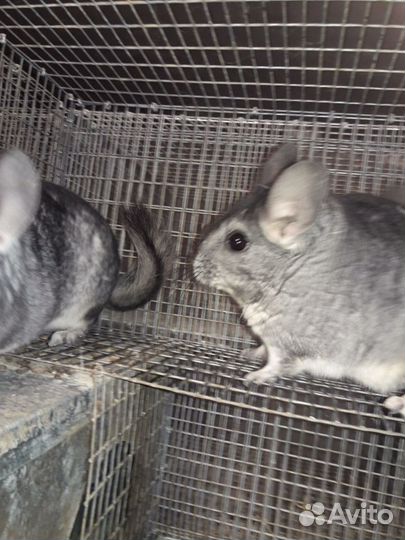 Шиншиллы Продам готовый бизнес
