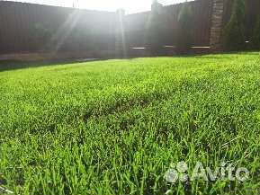 Семена газонной травы