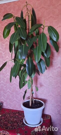 Фикус каучуконосный большой