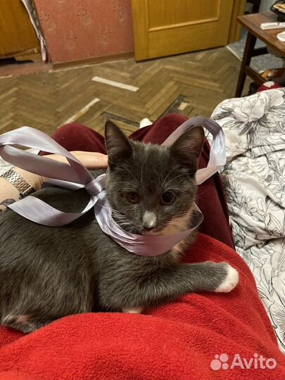 Маленькая малышка ищет дом