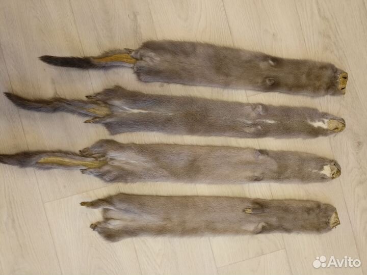 Шкуры норки