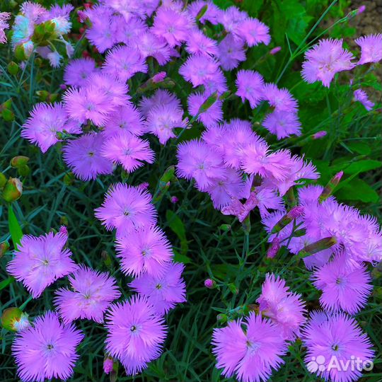 Многолетняя гвоздика почвопокровная лавандовая