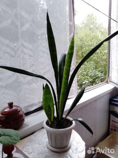 Китайская роза