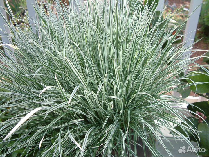 Райграс французский и седум 