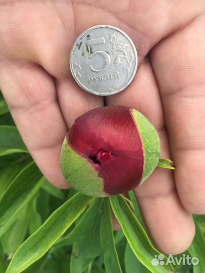 Корни пионов