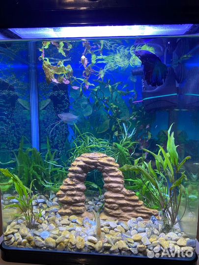 Аквариум с рыбками 20л