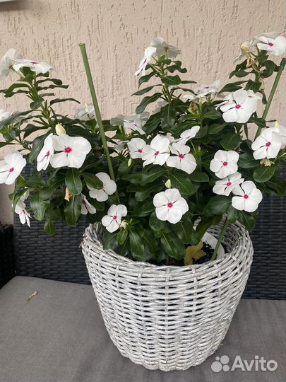 Катарантус