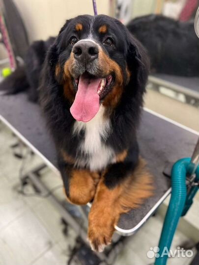 Мытье собак/Экспресс -линька/Груминг