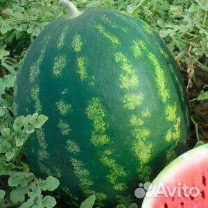 Семена бахчевых культур