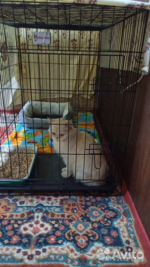 Котик в добрые руки
