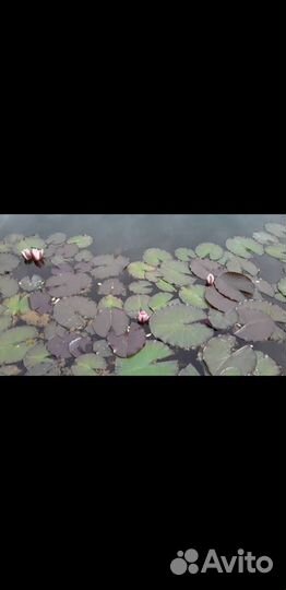 Нимфеи для пруда