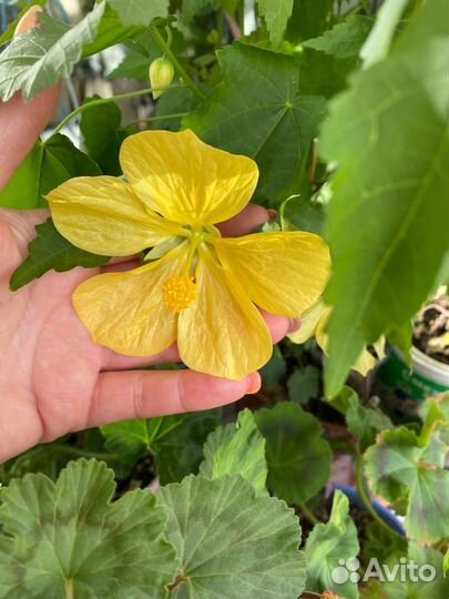 Абутилон домашний клен