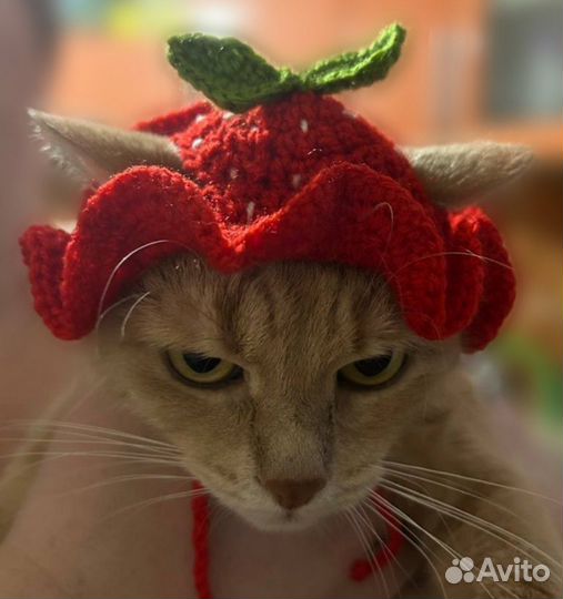 Шапочка для кота или маленькой собаки