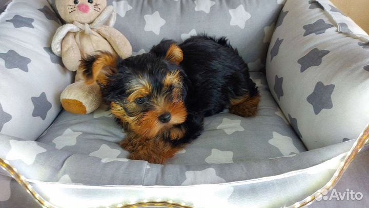 Щенки Йоркширского терьера милашки