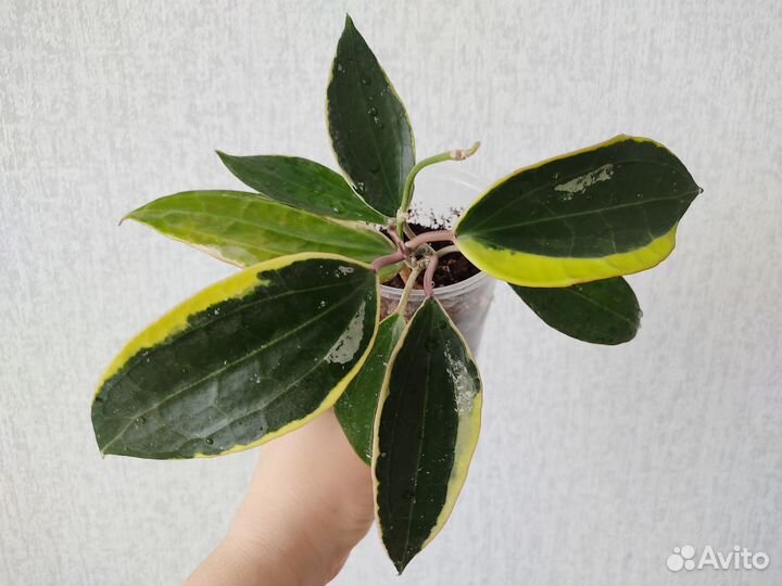 Хойи Альбомаргината, Кримсон Квин