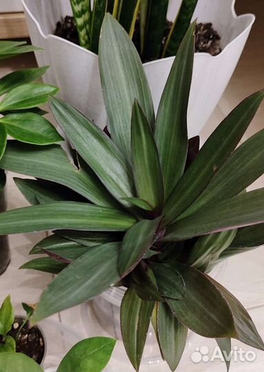 Традесканция разноцветная. Драцена. Брейния