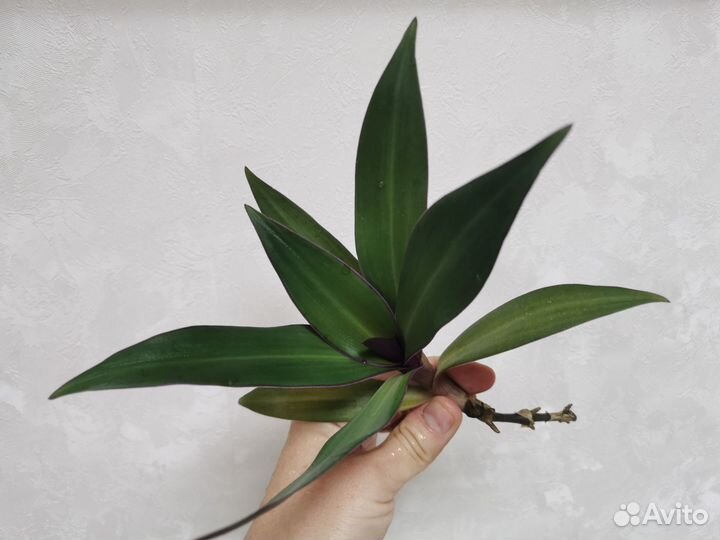 Диффенбахия