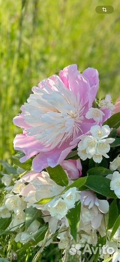 Пионы на срез садовые